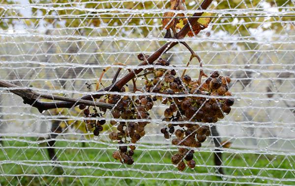 Sud-Ouest: schegge di terroir