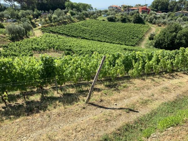 FisarOnTour: i Colli di Luni