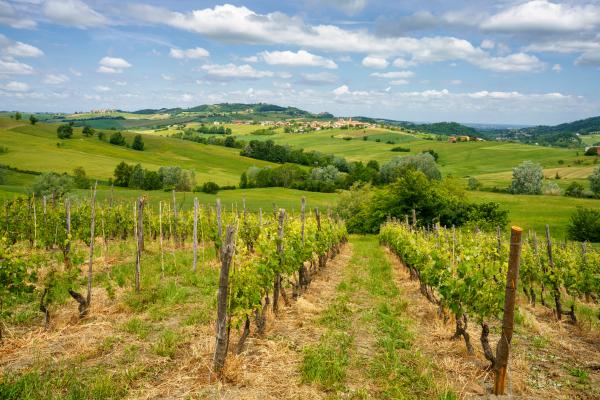 Timorasso: il vino scolpito dal tempo