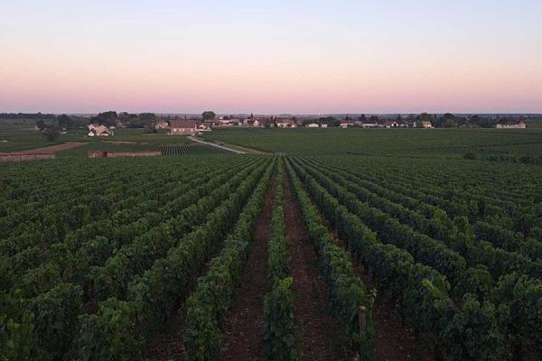Il richiamo della Borgogna:  la magia della vendemmia a Chassagne-Montrachet